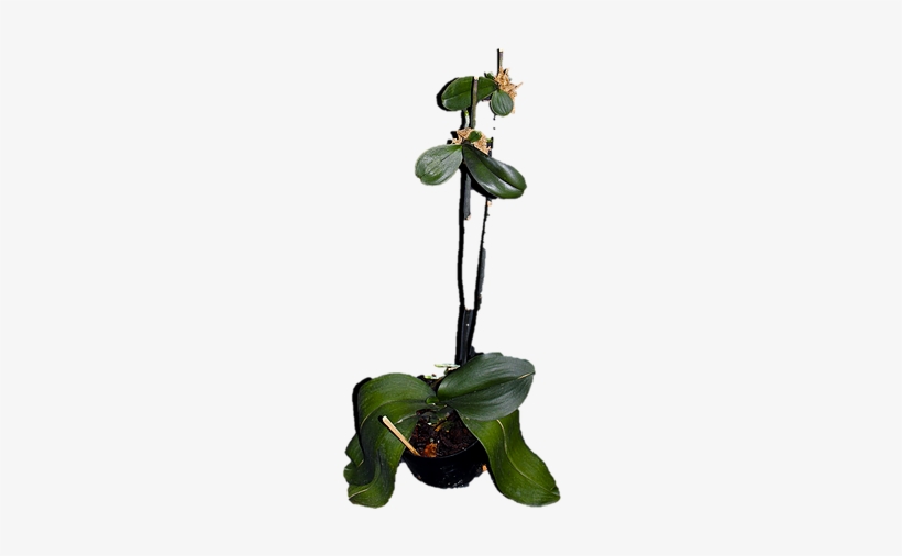 Como Fazer Mudas De Orquideas, Phalaenopsis - Orquidea Phalaenopsis Como Fazer Mudas, transparent png #2964284