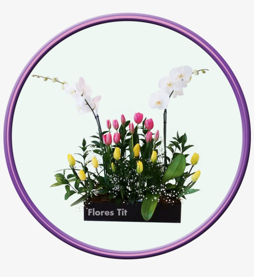 Imagen De Orquídea - Tulip, transparent png #2964289