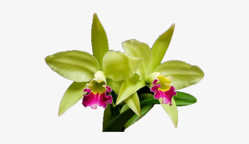 As Orquideas São Todas As Plantas Que Compõem A Familia - 5'x7'area Rug, transparent png #2964348