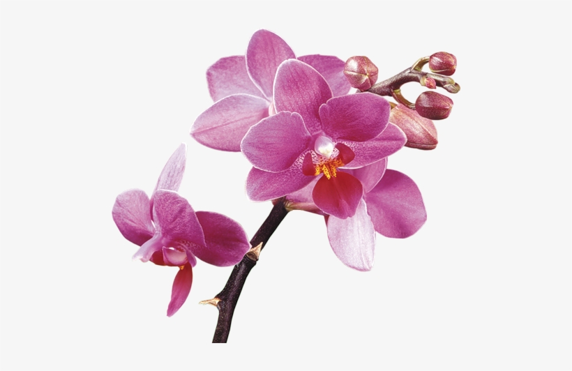Clipart-http - //arnusha - Ru/post249954906/ - Orchid Clipart No Background, transparent png #2964413