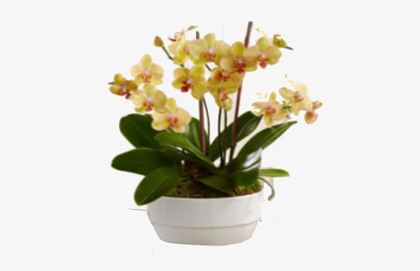 Bios - Glowing Strong Orchid Plant - Ftd Flowers Delivery, transparent png #2964416