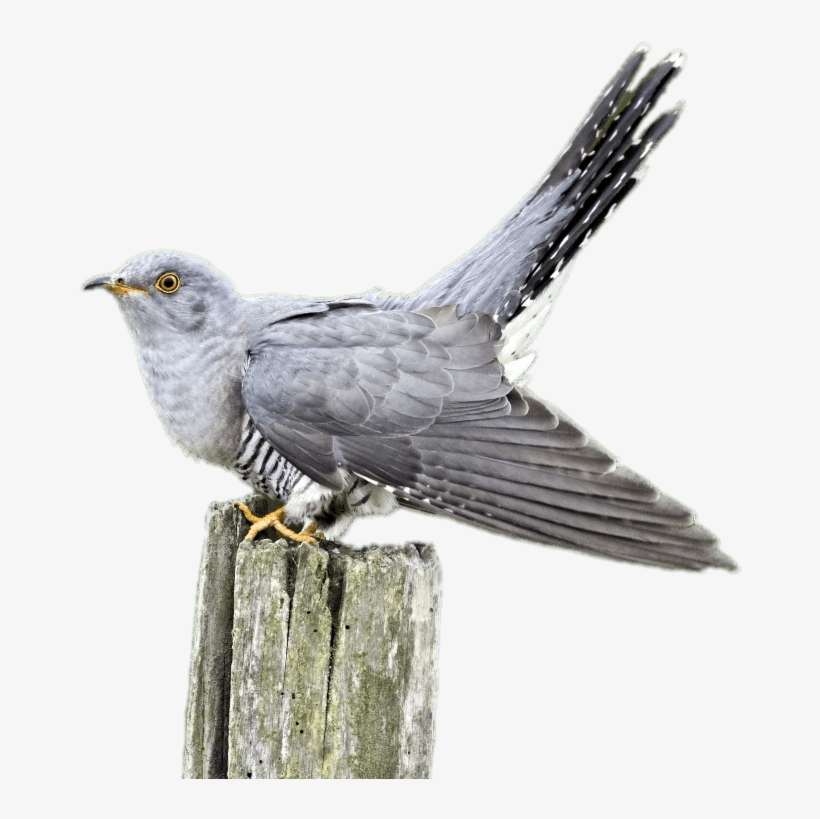Cuckoo On A Wooden Pole - Common Cuckoo, transparent png #2965659