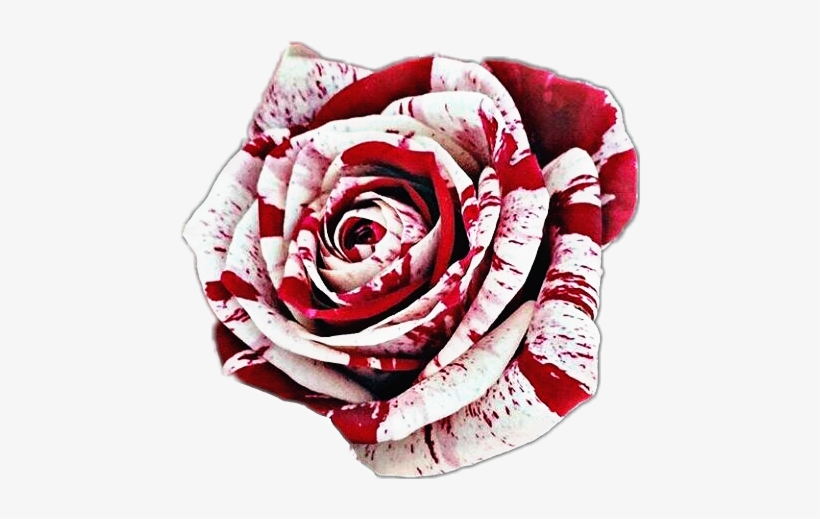 Bloody White Rose Png, transparent png #2966081