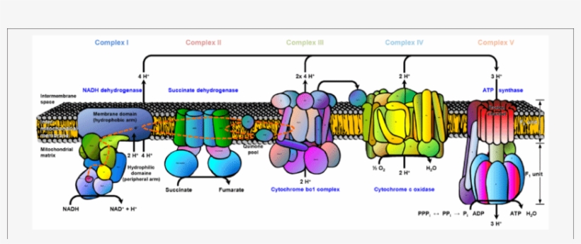 Electron Transport Chain - Names Of Complexes In Etc, transparent png #2966880