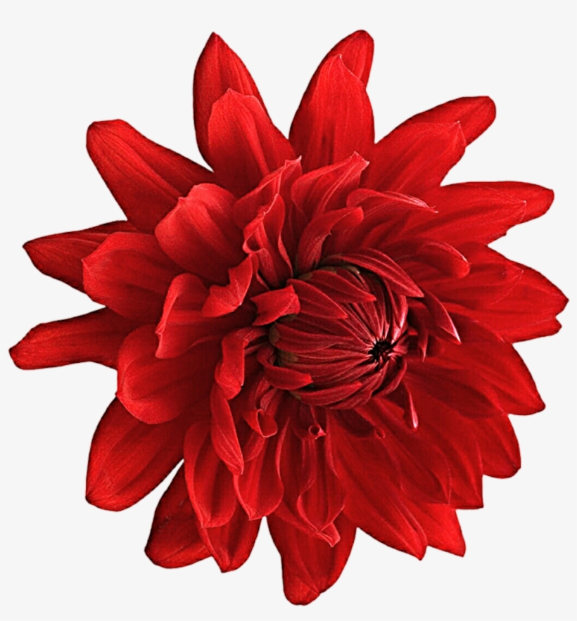 Dahlia Png Picture - Zen Cinemax 4g 5.5 Inch Marshmallow 2gb, transparent png #2967290