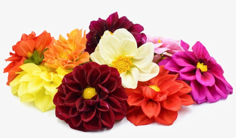 Dahlia Png File - Dahlia Png, transparent png #2967312