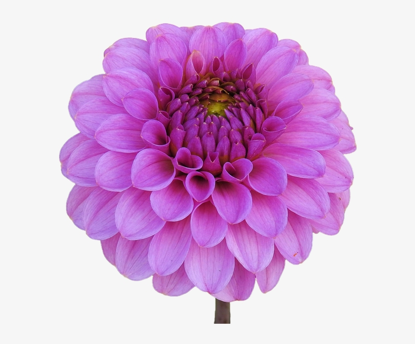 Dahlia Png Download Image - Dahlia Flower Transparent Bg, transparent png #2967354