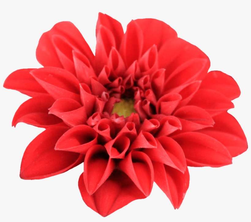 Dahlia Open - Red Dahlia Flower Png, transparent png #2967418