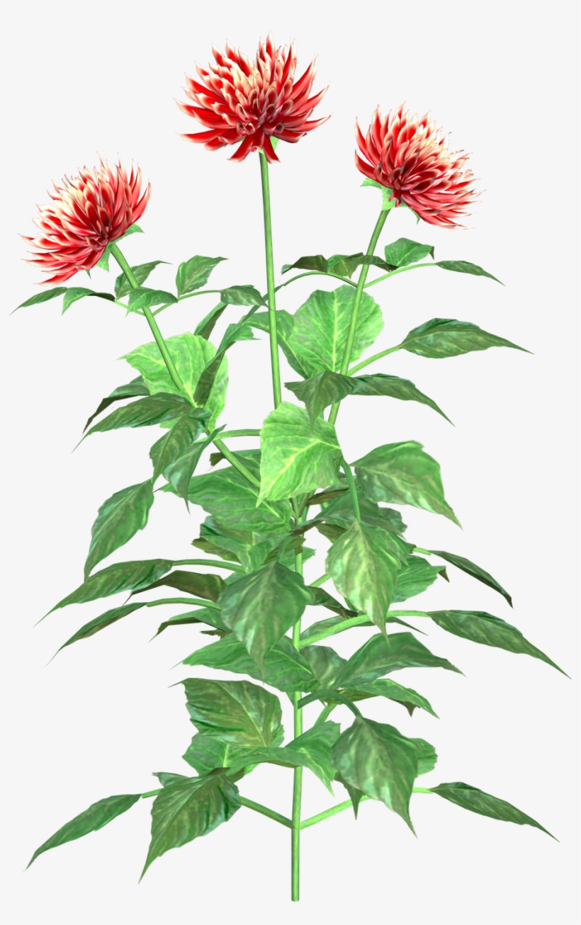 Dahlia Clip Art - Dahlia Plant Clipart, transparent png #2967485