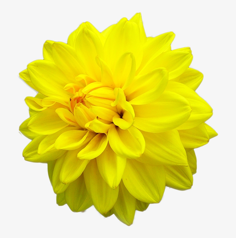 Yellow Daisy Dahlia - Yellow Dahlia Flower Png, transparent png #2967558