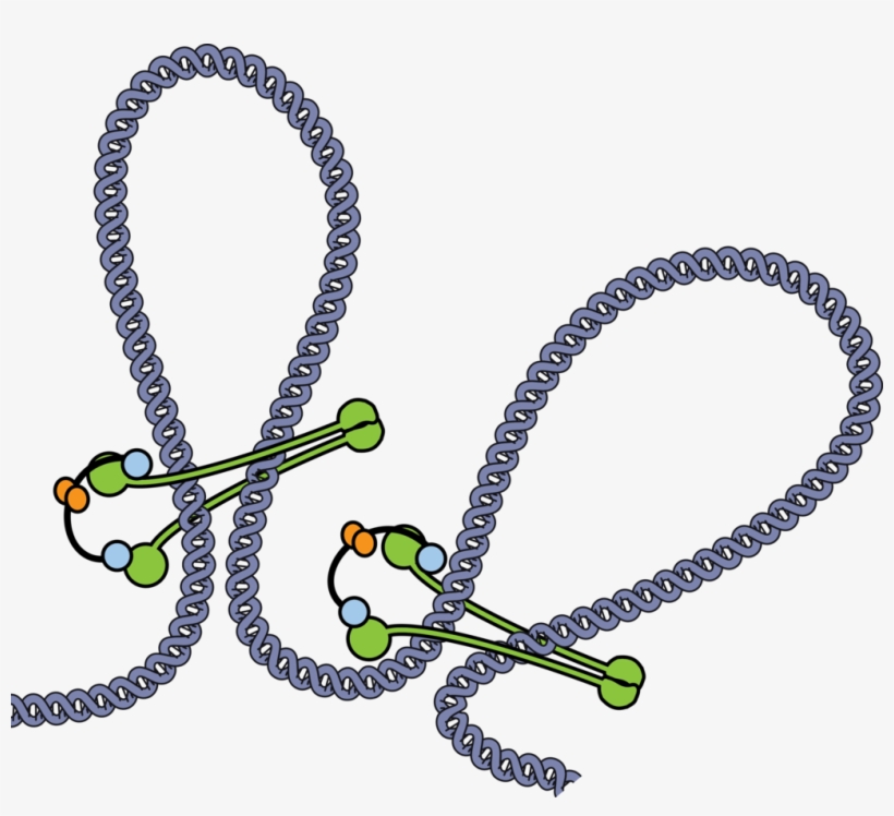 The Smc Protein Complex Embraces The Dna Like A - Max Planck Institute Of Biochemistry, transparent png #2967861