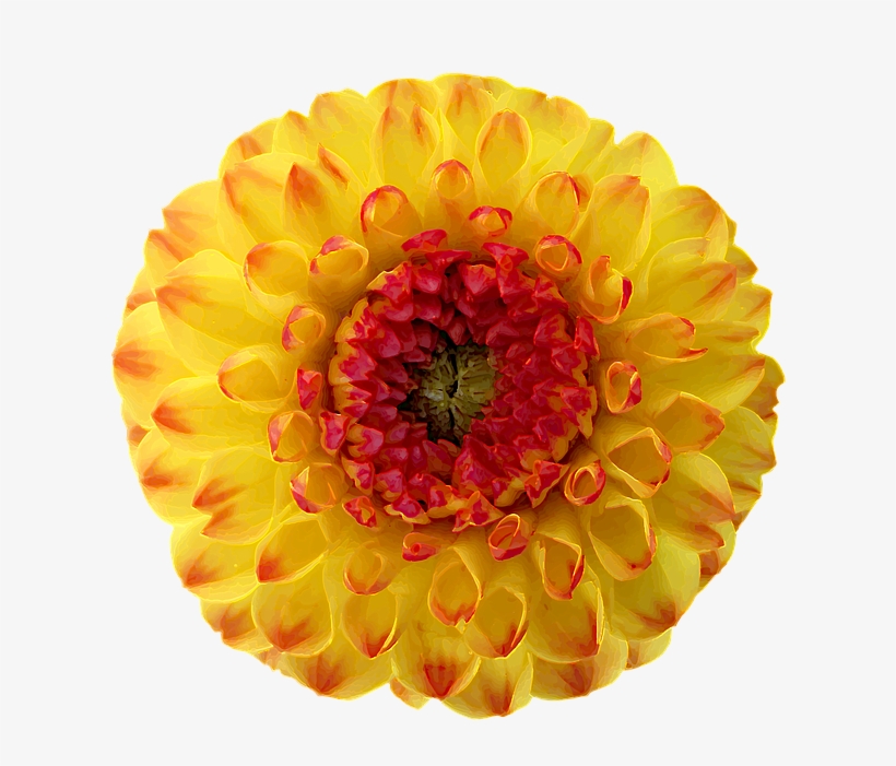 Dahlia, Blossom, Bloom, Yellow, Red, Orange - Dahlia Png Yellow, transparent png #2968031