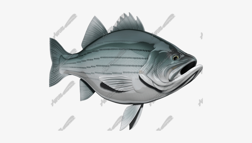Striped Bass - Snapper, transparent png #2968335