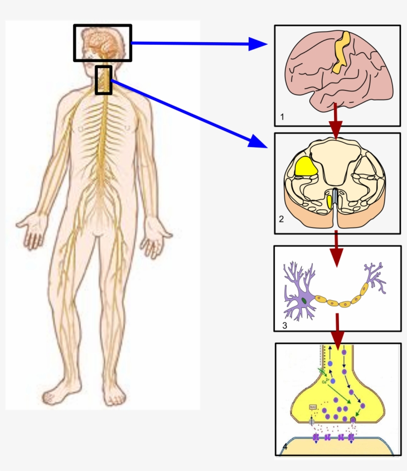 Nervous System Controlling Movement, transparent png #2970319