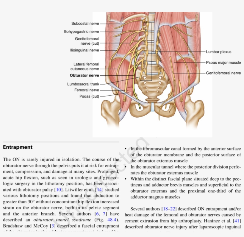 2 Anatomy Of The Pelvic Nerves 48 Obturator Nerve Entrapment - Obturator Nerve Psoas Major, transparent png #2970405