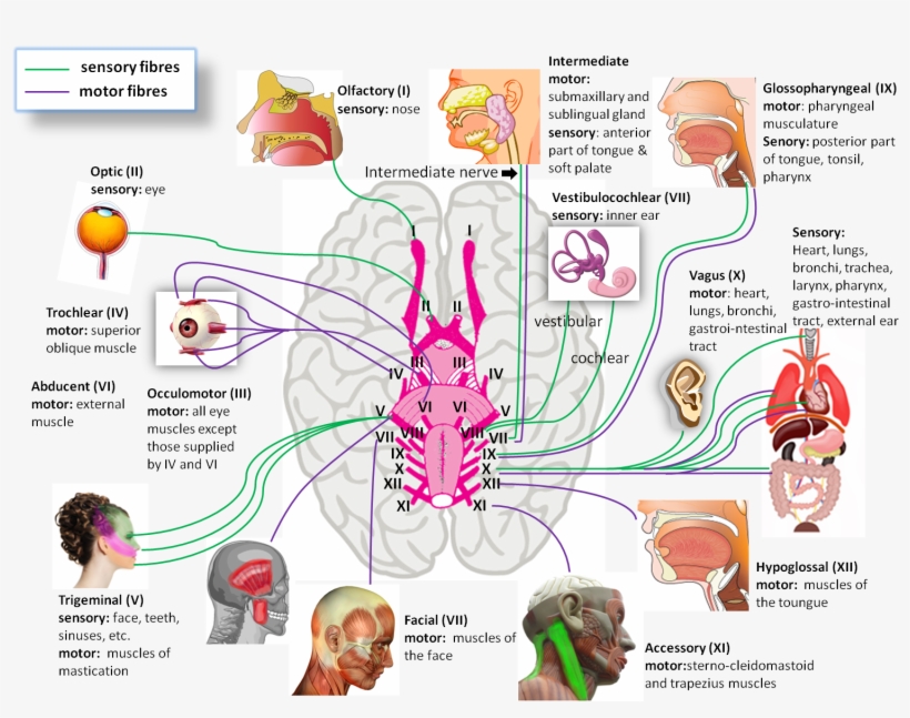 Human Brain Cranial Nerves - Splancreas: And Other Offal, transparent png #2970408