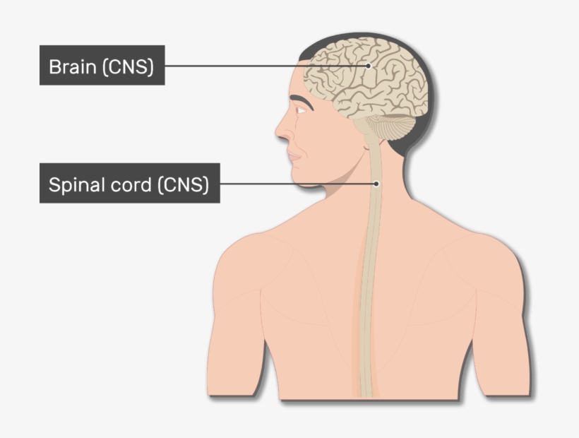 An Image Of The Body Showing The Spinal Cord, Brain, - Nervous System, transparent png #2970450
