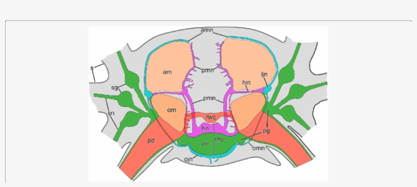 Simplified Diagram Of The Anatomy Of The Nervous System - Anatomy, transparent png #2970477