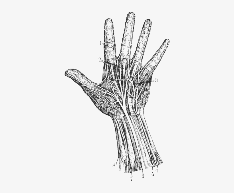 Nerves - " - Sketch, transparent png #2970639