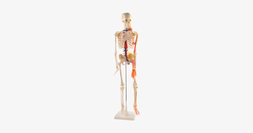 85cm Human Skeleton Model With Nerves , Blood Vessels,heart - Human Skeleton, transparent png #2970666