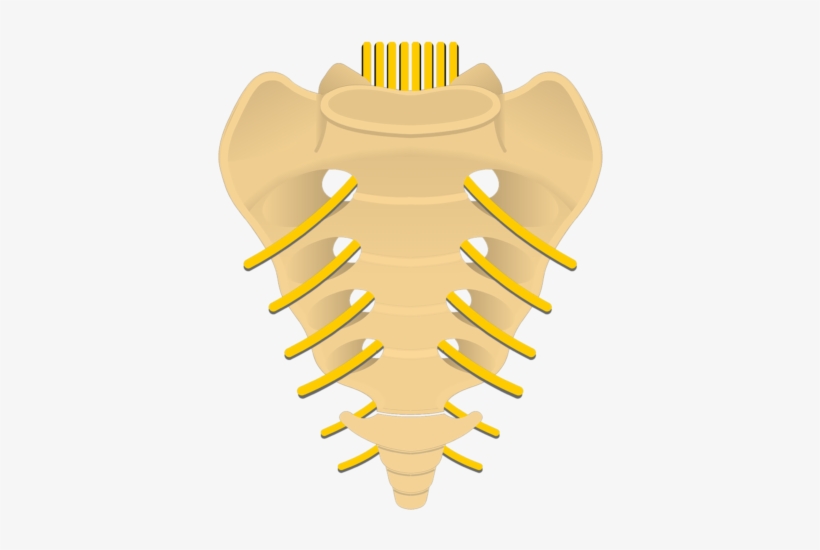 745 X 550 Png 91kb - Anterior Sacral Foramina, transparent png #2970669