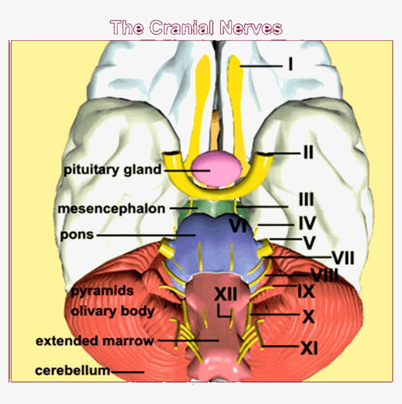 Image Of The Cranial Nerves - Cranial Nerves 3d Model, transparent png #2971157