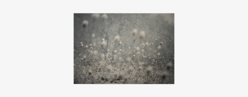 Snow Falling And Covering The Ground Poster • Pixers® - Jplo9|#jp London Mdxl1x798544 Jpl And Photocosma Present, transparent png #2972348