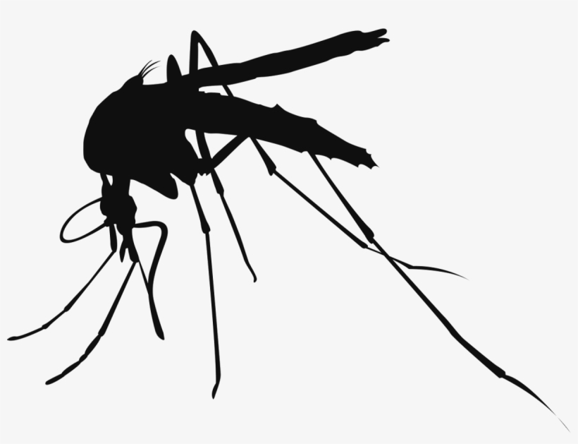 Mosquito Control Services - 5 Diseases Caused By Mosquitoes, transparent png #2972517
