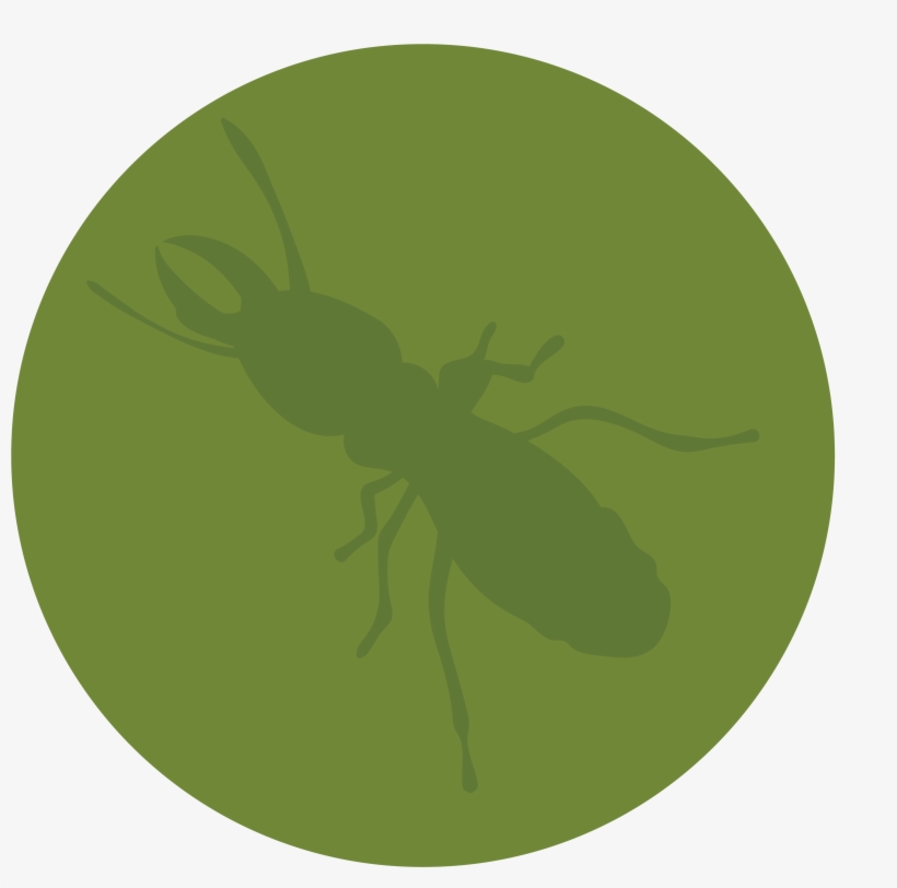 Termite Repair Warranty - Fly, transparent png #2972622