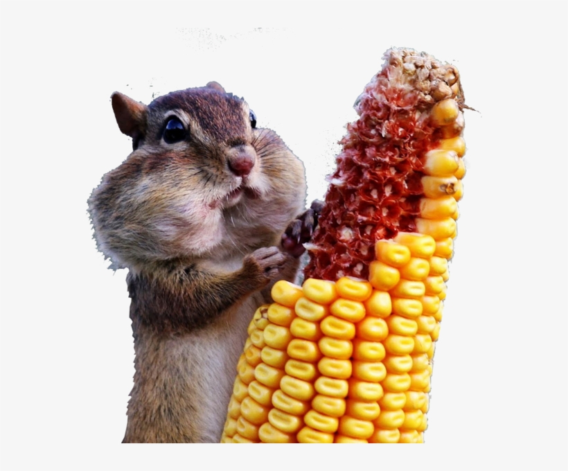 Share This Image - Wild And Crazy: Photographs From The Comedy Wildlife, transparent png #2972749