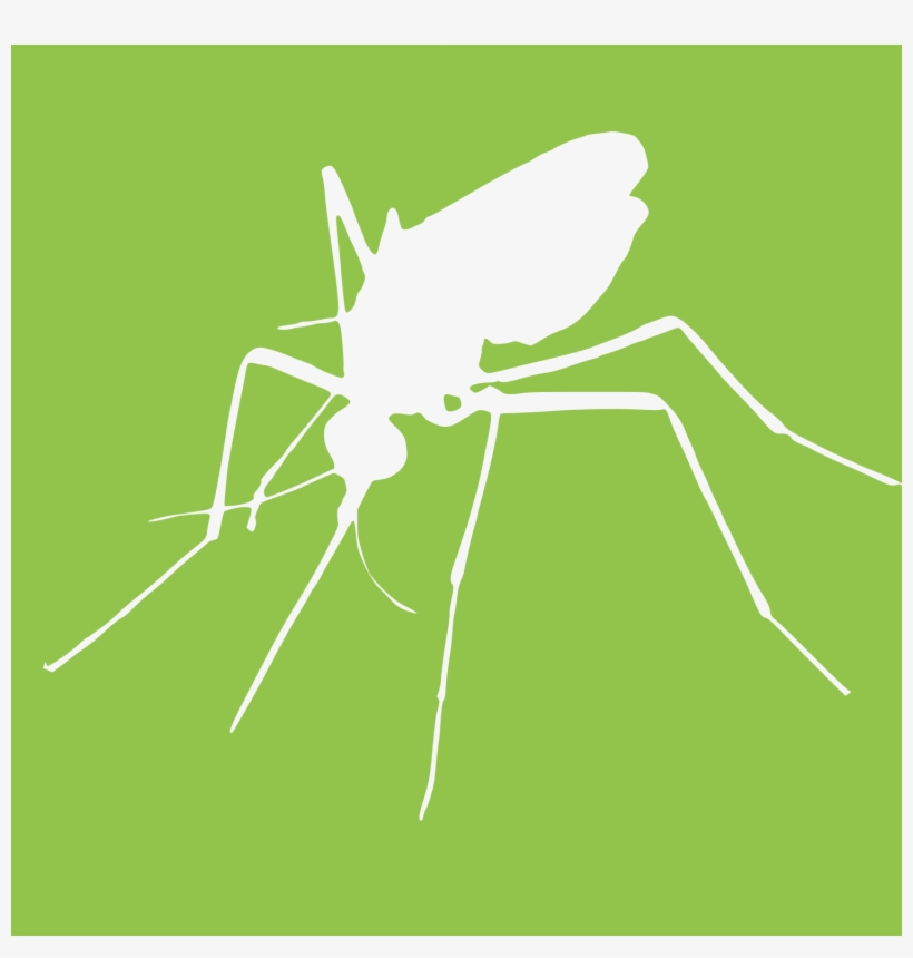Mosquito, transparent png #2972752