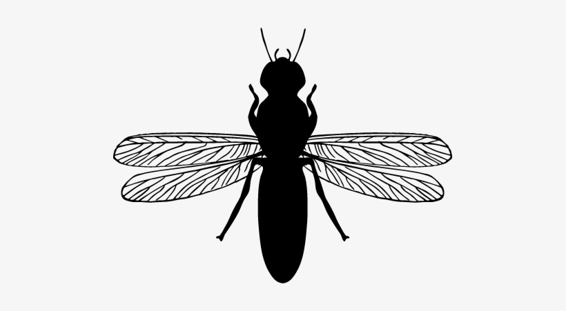 Straight Antenna - Termite, transparent png #2972956