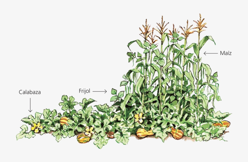 228 01 07 - First Nation Three Sisters, transparent png #2973098