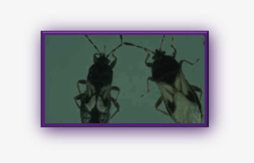 Clip Image008 - Pest, transparent png #2973163