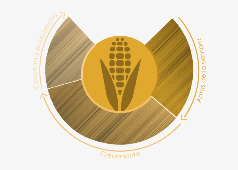 Maize, transparent png #2973336