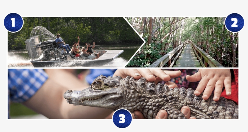 Mangrove Canopy Airboat Tour - American Alligator, transparent png #2974383