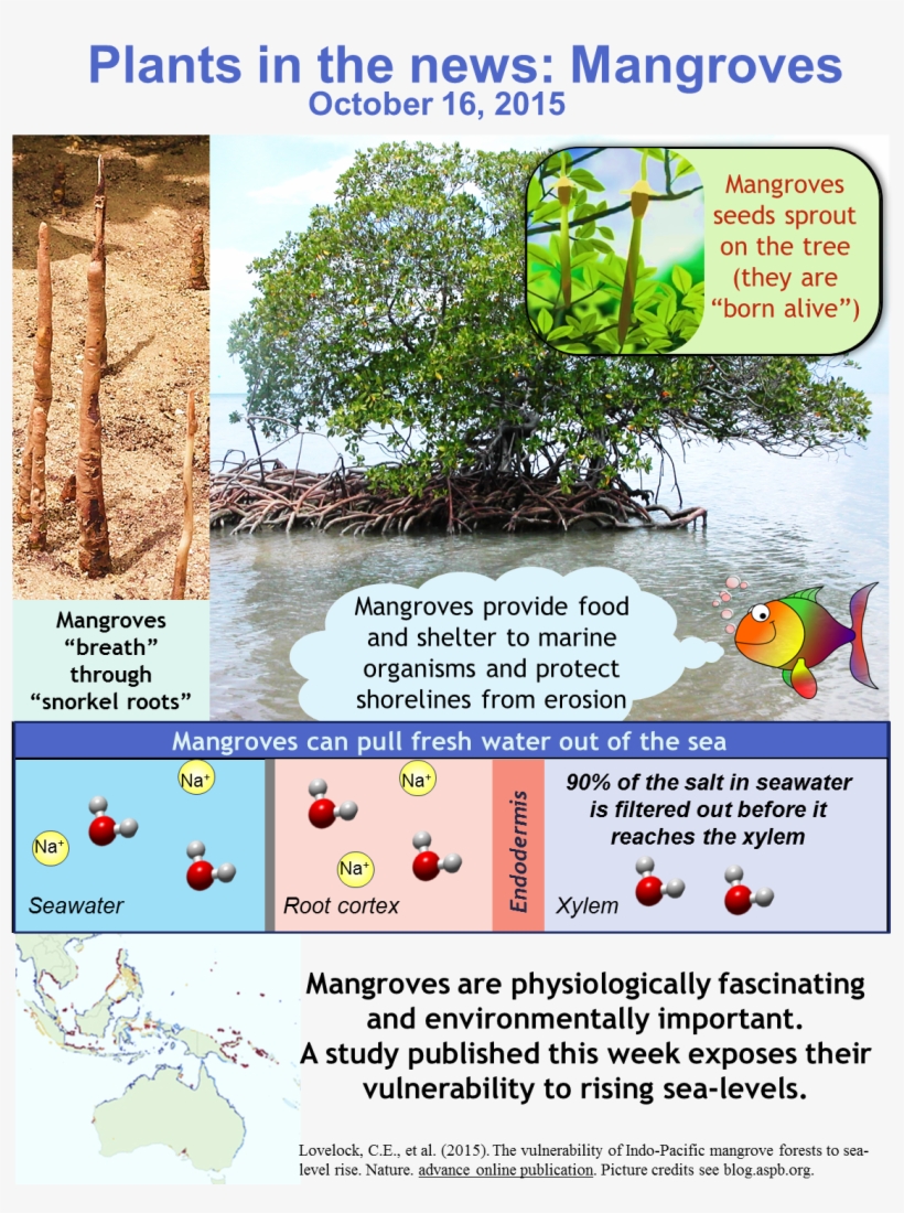 Mangrove Is A Term Used To Describe A Group Of Highly - Pneumatophores, transparent png #2974527