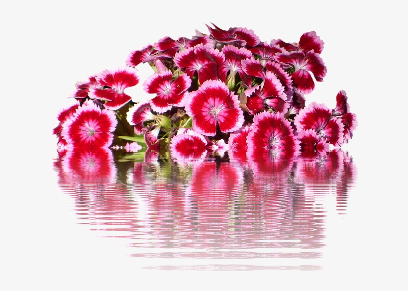 Sweet William Dianthus Flower Seeds, transparent png #2974670