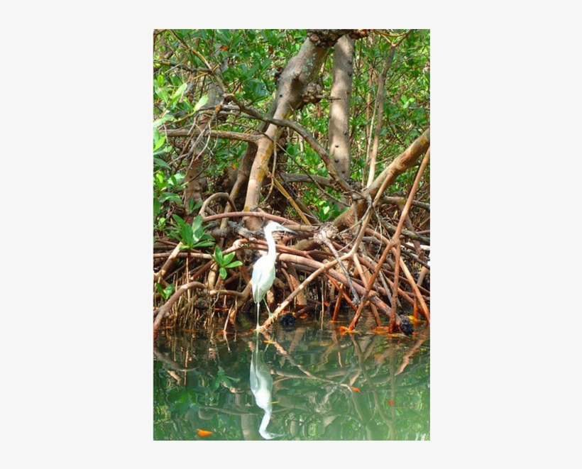 County Seeks Authority Of Mangrove Enforcement - Sweet Grass, transparent png #2974694
