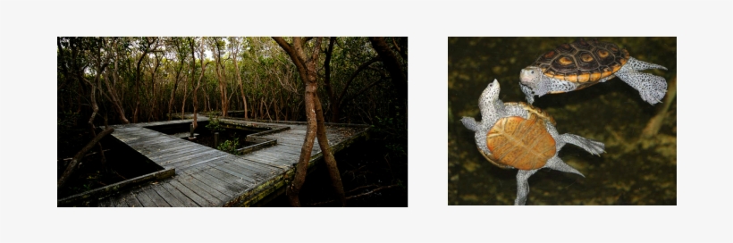 History Of The Badu Mangroves - Visual Arts, transparent png #2974746