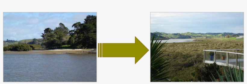 How To Grow A Mangrove Forest - Tree, transparent png #2974780