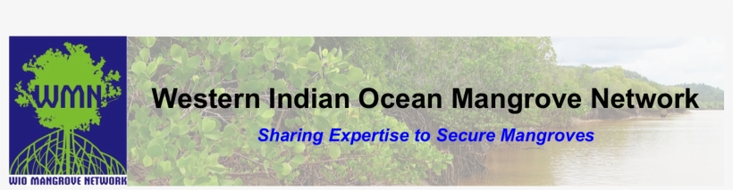 Mangrove, transparent png #2974819