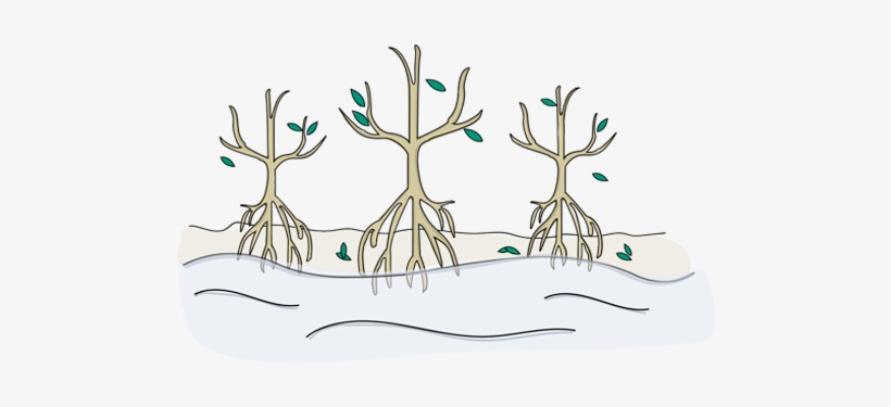 Estimates Say We'll Lose Our Mangrove Forests By 2100 - Icon, transparent png #2974863