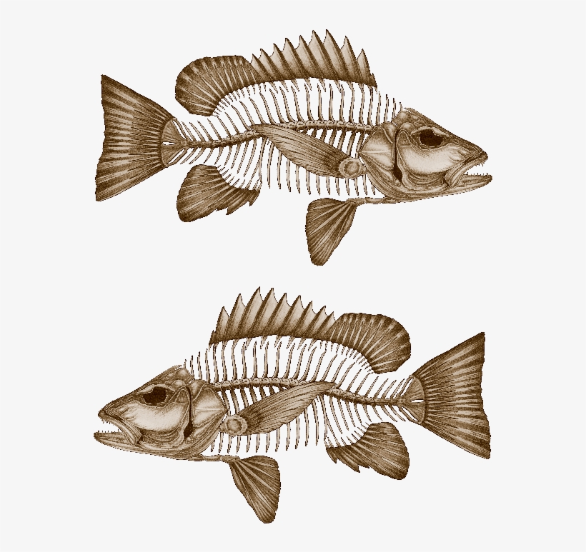 Mangrove Jack Decals - Bony-fish, transparent png #2974990
