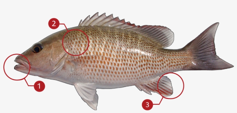 How To Identify A Mangrove Snapper - Gray Snapper, transparent png #2975061