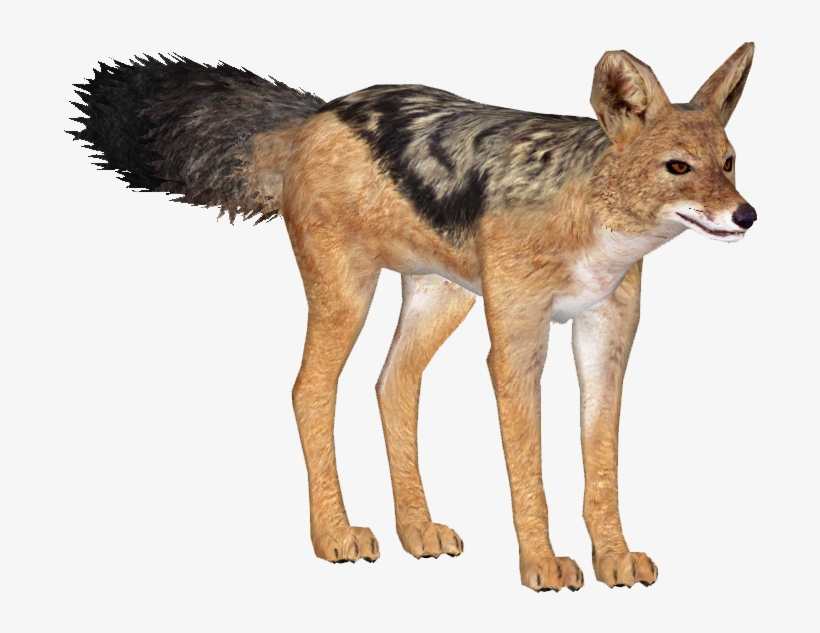 Jackalblackbacked Lgcfm - Black Backed Jackal Png, transparent png #2975233