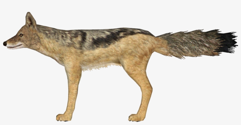 Http - //i - Imgur - Com/tt74i9m - Zoo Tycoon 2 Jackal, transparent png #2975408