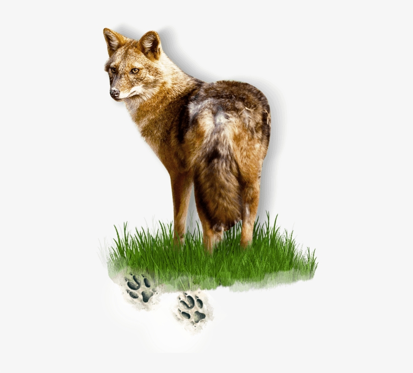 Golden Jackal - Sakal, transparent png #2975643