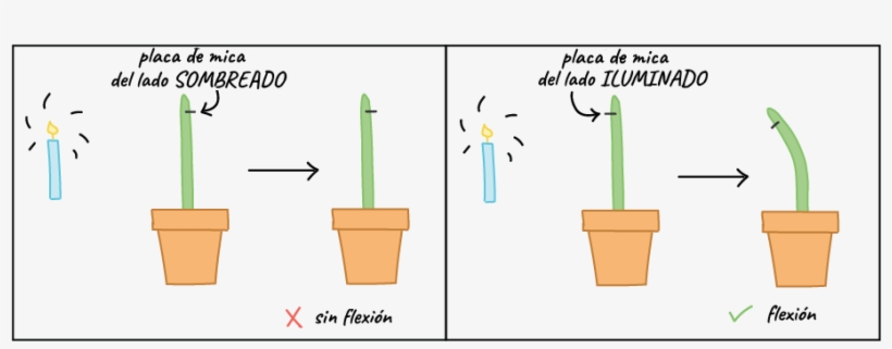 Fotorreceptores De Las Plantas, transparent png #2976931