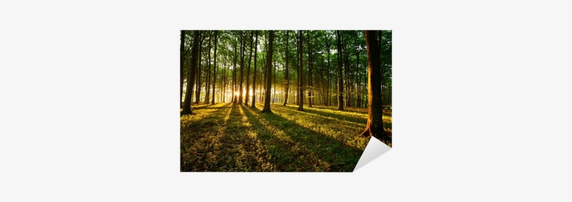 Vinyl Nature, transparent png #2977068